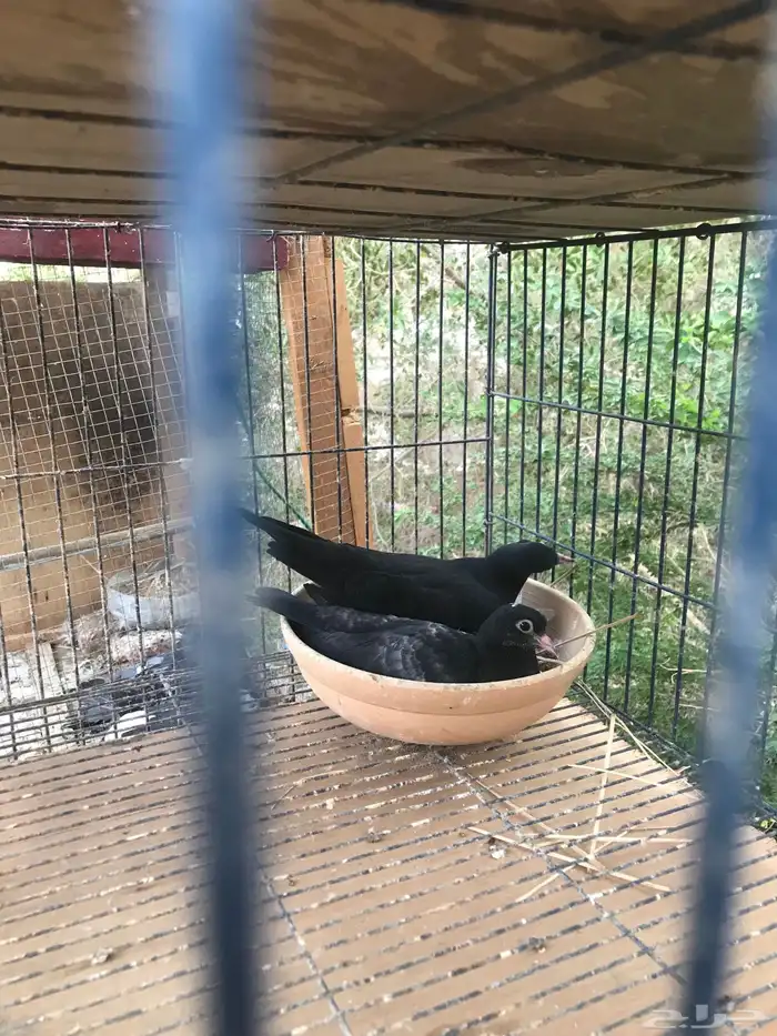 صنعاني اصيل شيبه 31