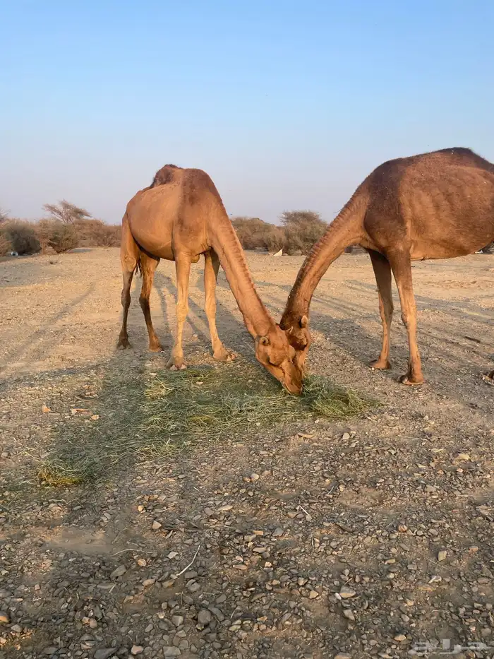 نياق حمر طيبات 7