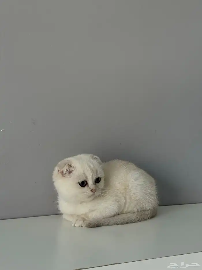 كيتن قطط قط قطو الكيك قطوه سكوتش 4