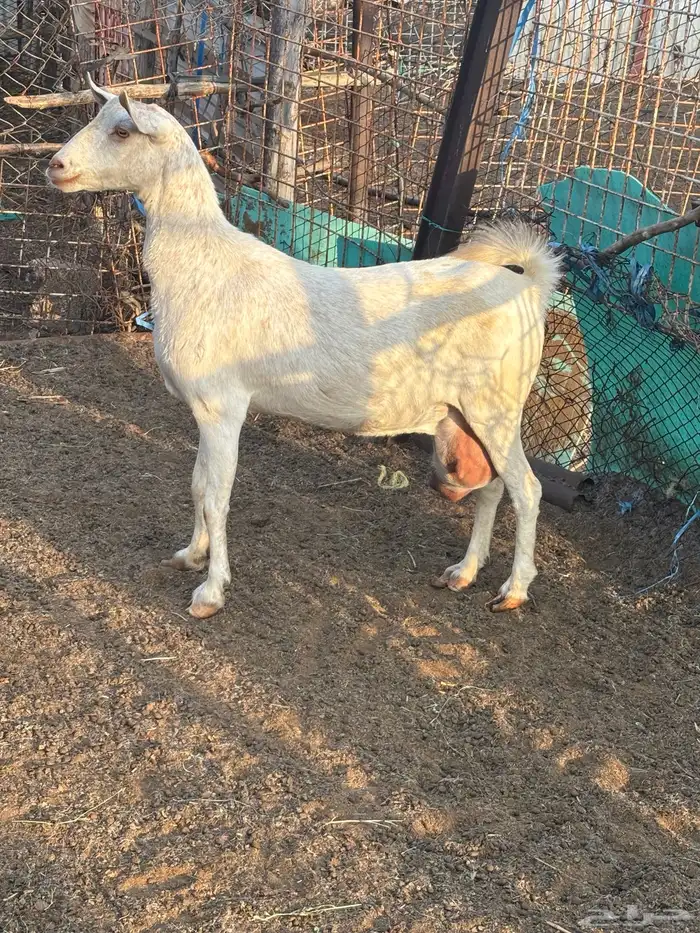 عنز بيشي برصه 0