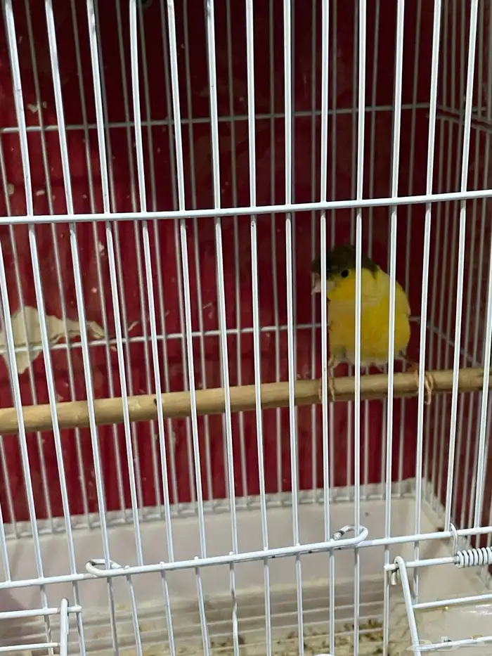 كناري مجموعه ذكور 7