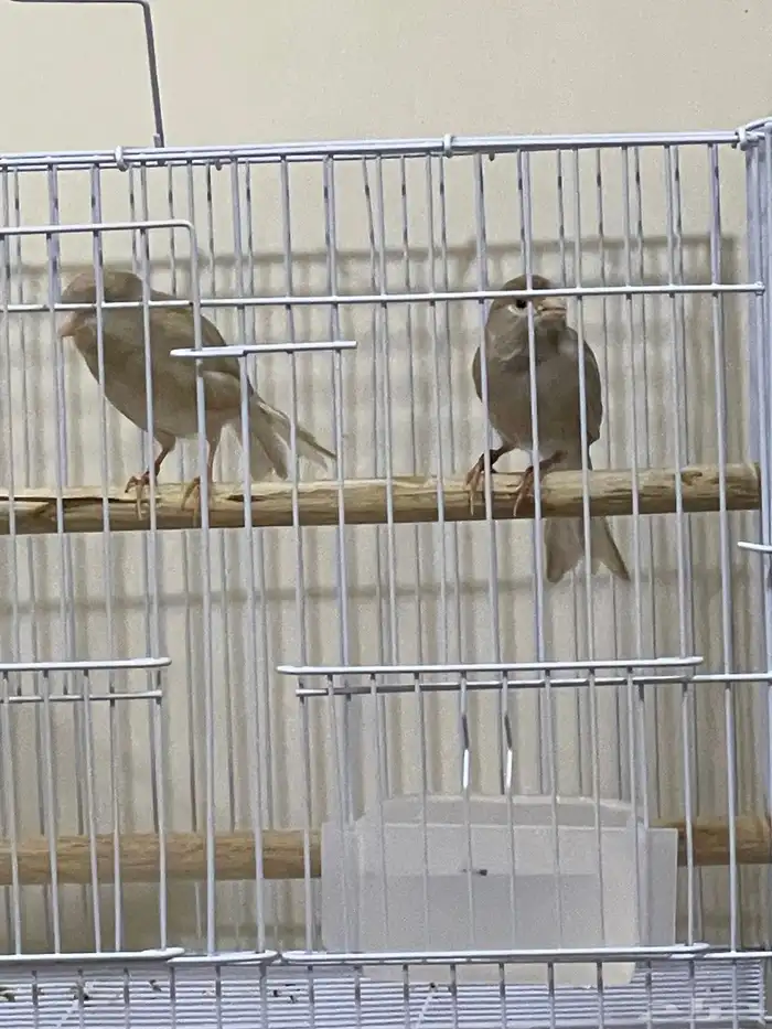 كناري جاسب ذكر وانثى جاهزين 2