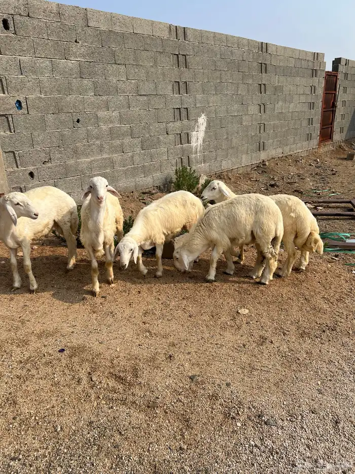 طليان حريه للبيع 1