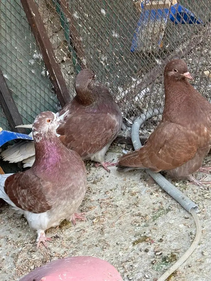 للبيع جوز فرش مع ولده 2