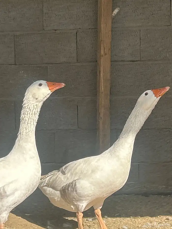 وز للبيع ذكر ونثى 3