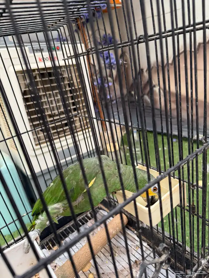 طيور للبيع 7