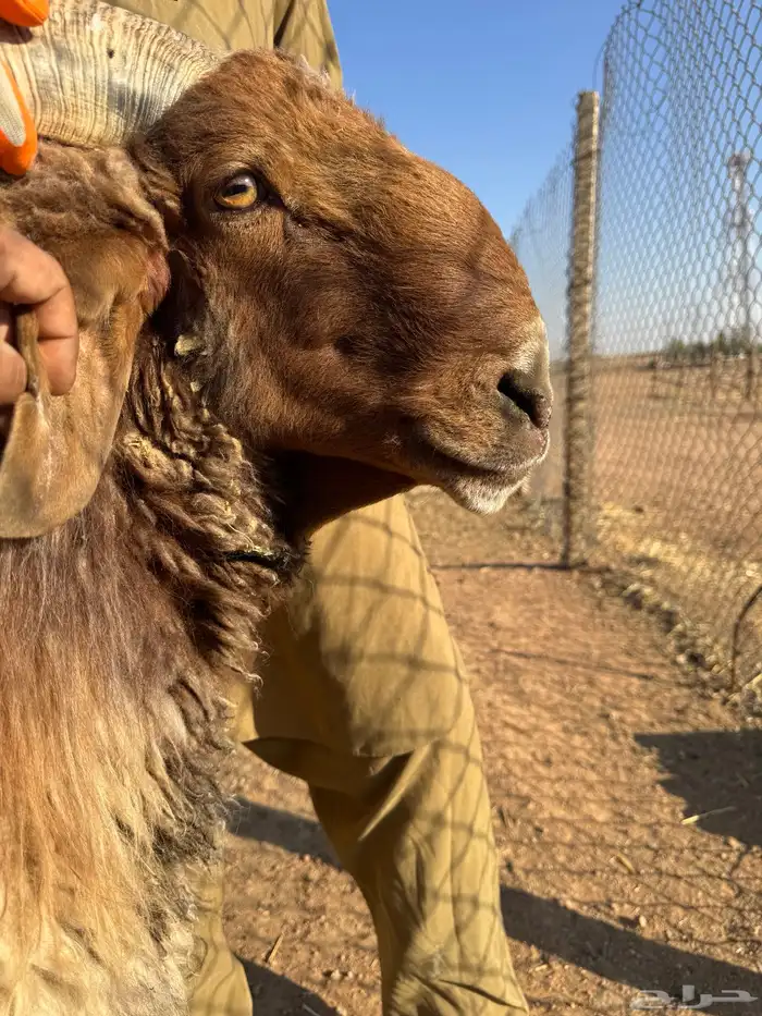 بيع الله يبارك له فحل نعيم ادبس 2