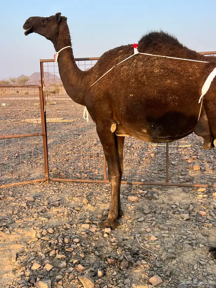 خلفه تملى السطل ب 11500 يبلاش 1