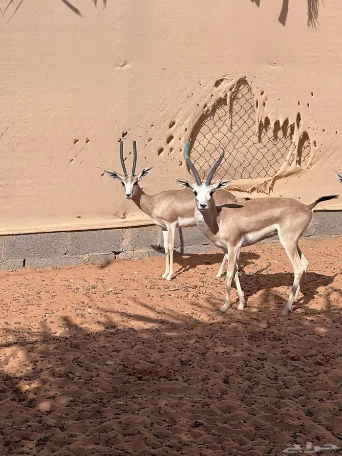 الريمي العربي 0