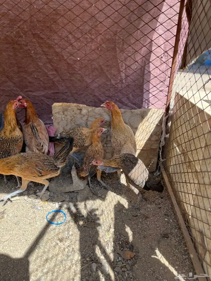 سلام عليكم اعرض لكم في دجاج 18