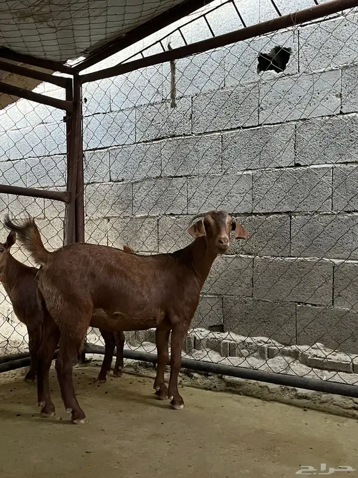 عناق للبيع 3