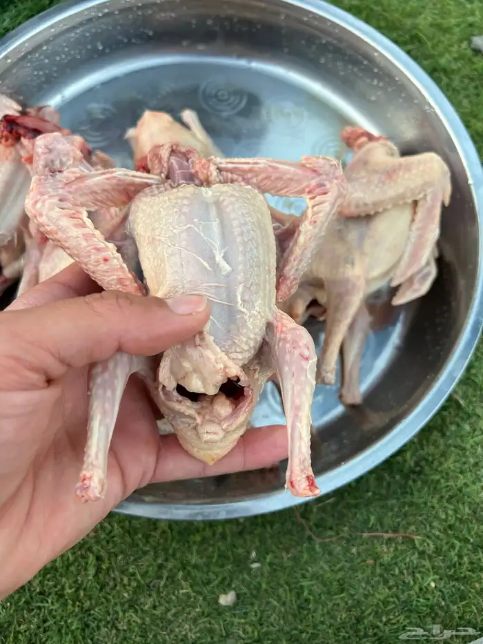 زغليل فرنسي كريمي سلفر سوبر جانبو 6