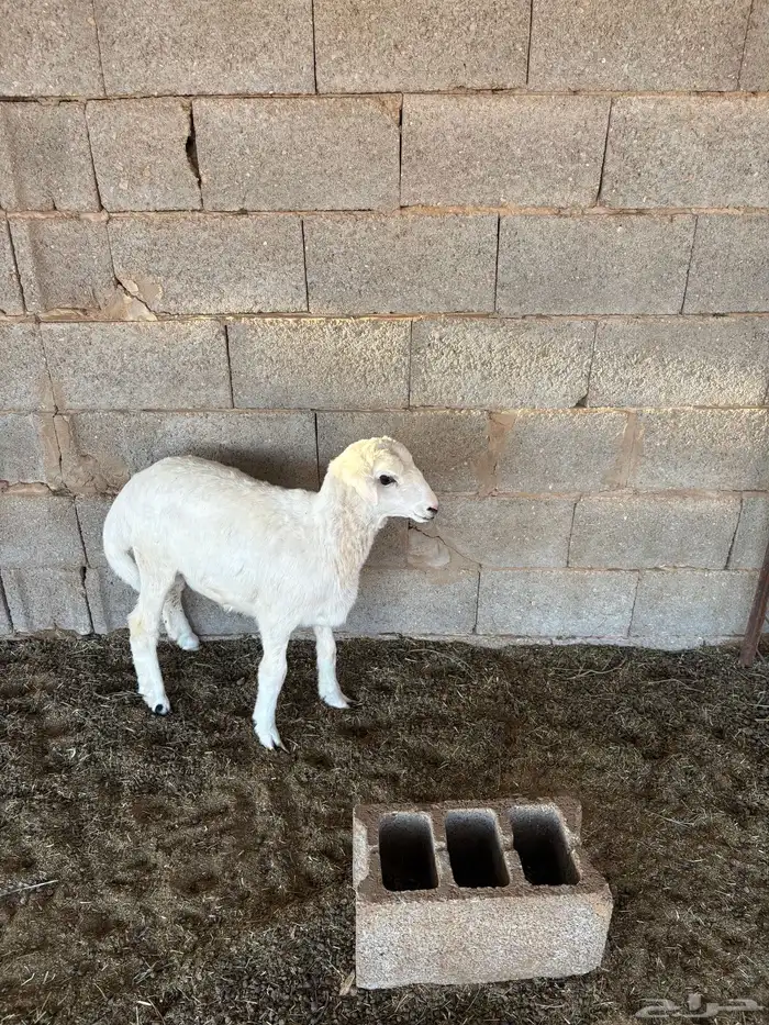 رفيدي خروف 1