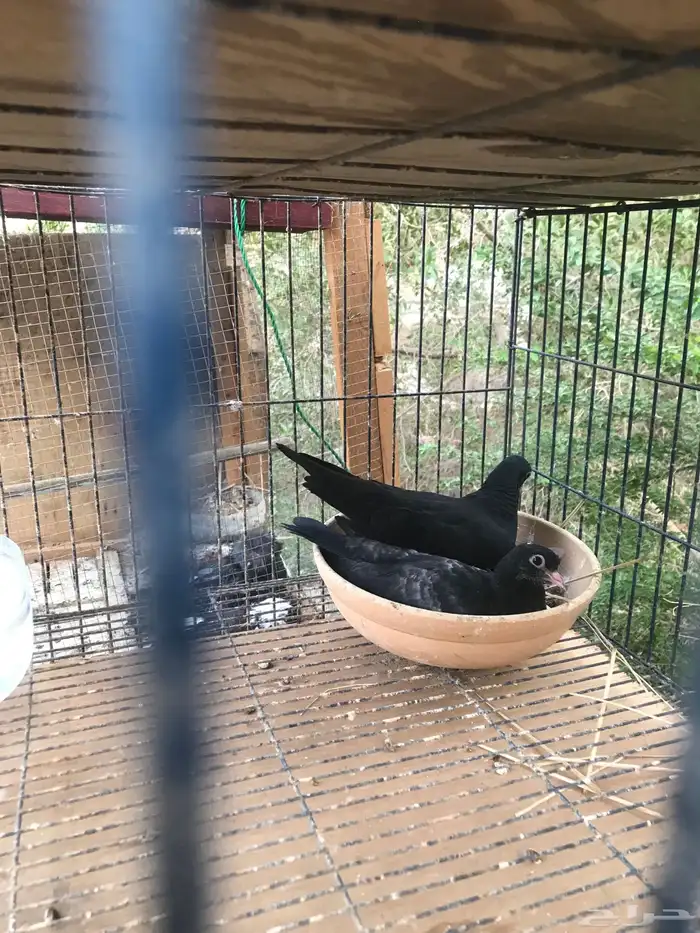 صنعاني اصيل شيبه 32