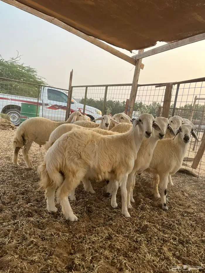 طليان حري فل شحم ولحم طائفي درجه أولى 2