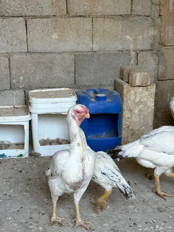 دجاج فارسي حجازي 0