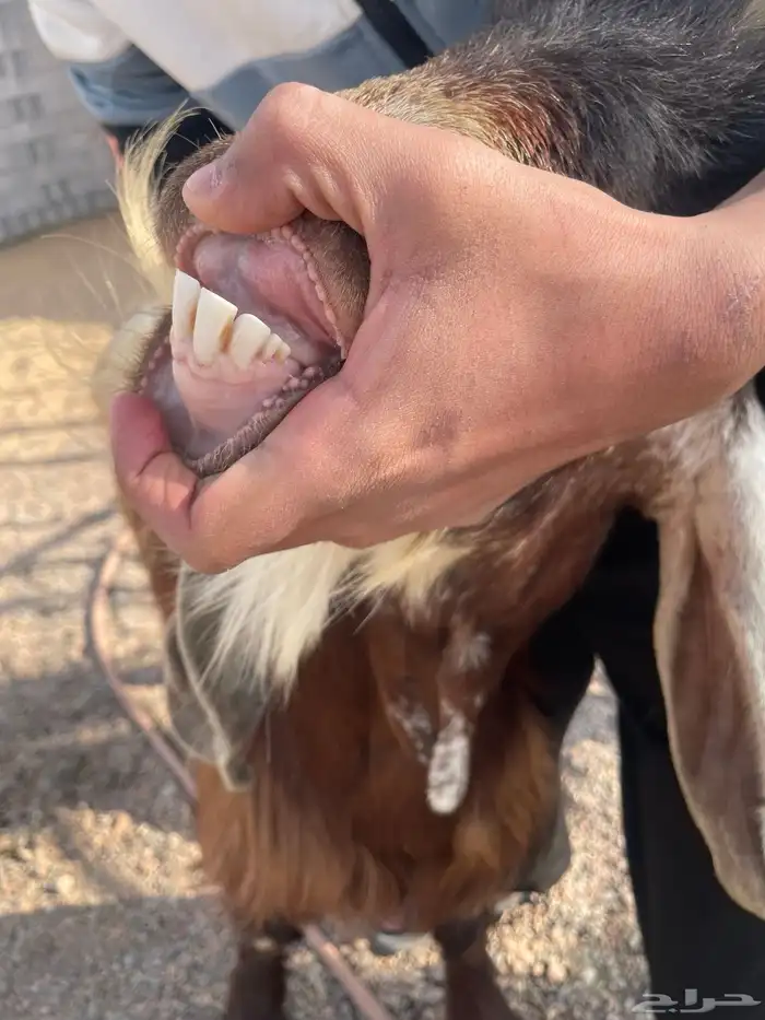 تيس فحل اجم 2