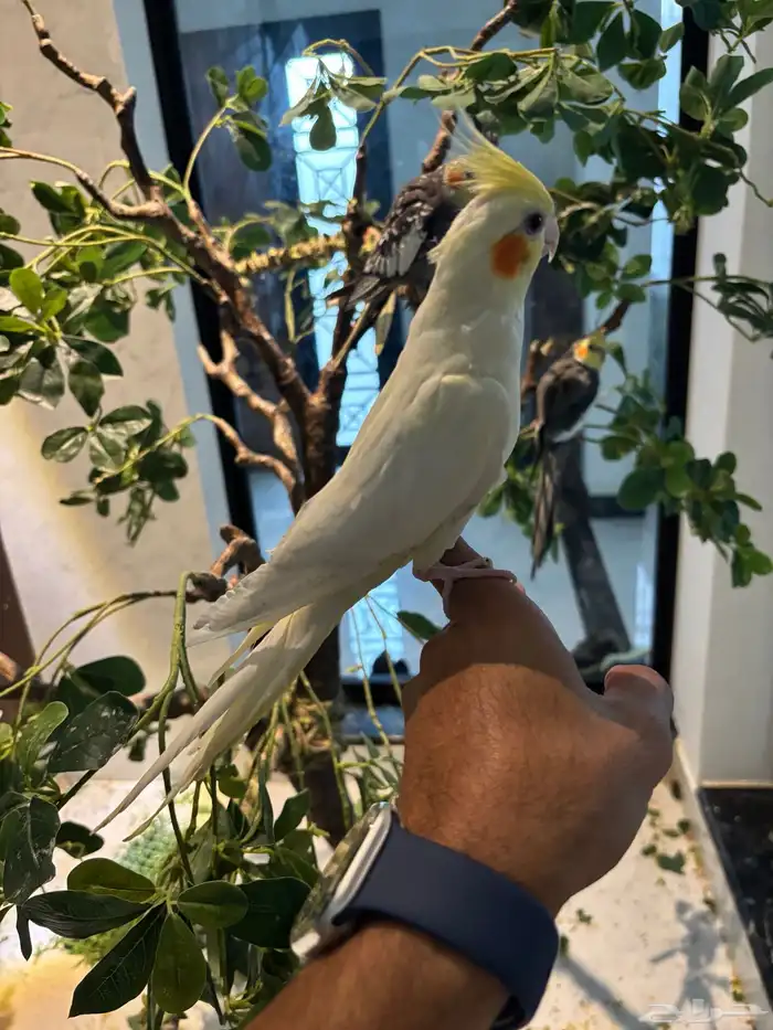 كروان لاتينو 0