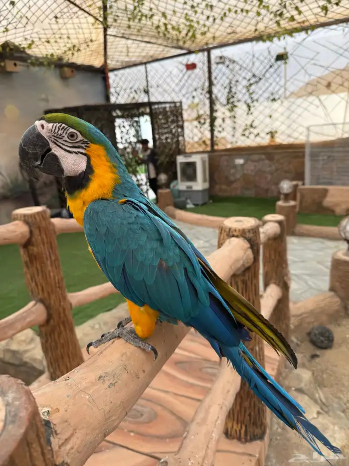 طيور للبيع 1