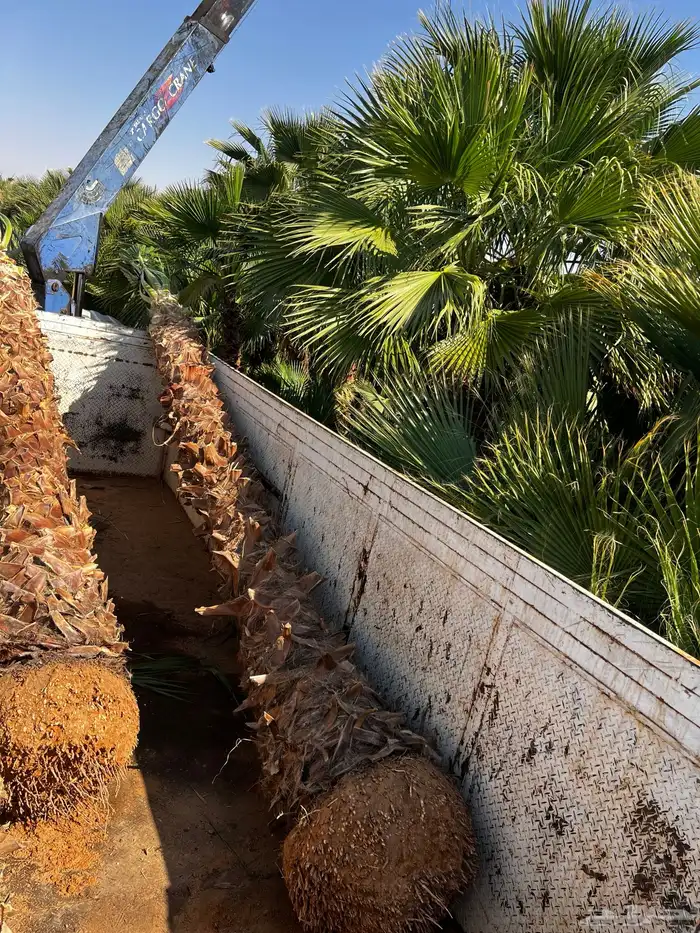 نخل واشنطن زينه ونخيل عربي مثمر للبيع توصيل وزراعه 4