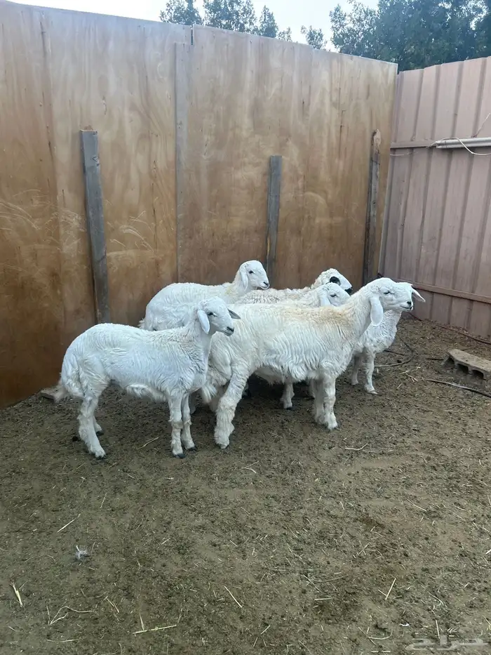 طليان ورخال ذبايح 0