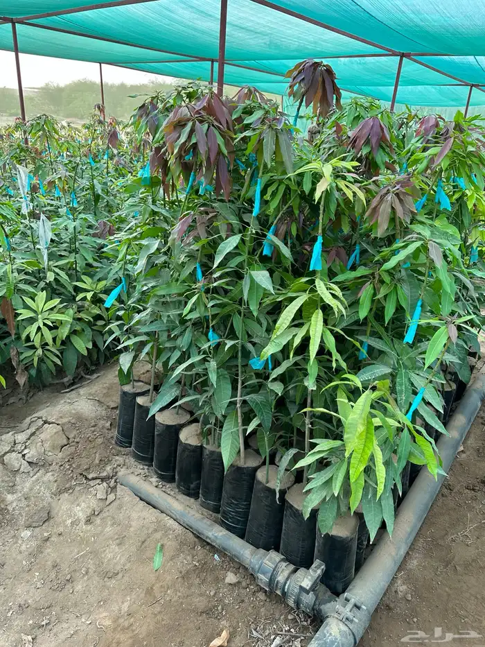 شتلات مانجو وتين رمان 5