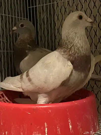 اعرض لكم حمام زاجل وفرنسي index