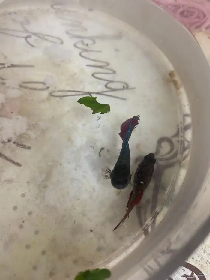 ازواج سمك فايتر منتجة اقبل البدل 4