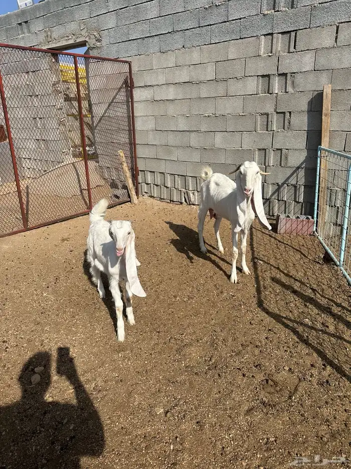 مراح معزا مطورات صنف 8