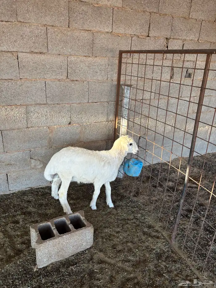 رفيدي خروف 3