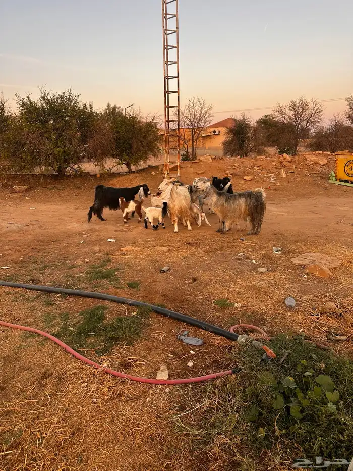 معزاء مراح للبيع 5