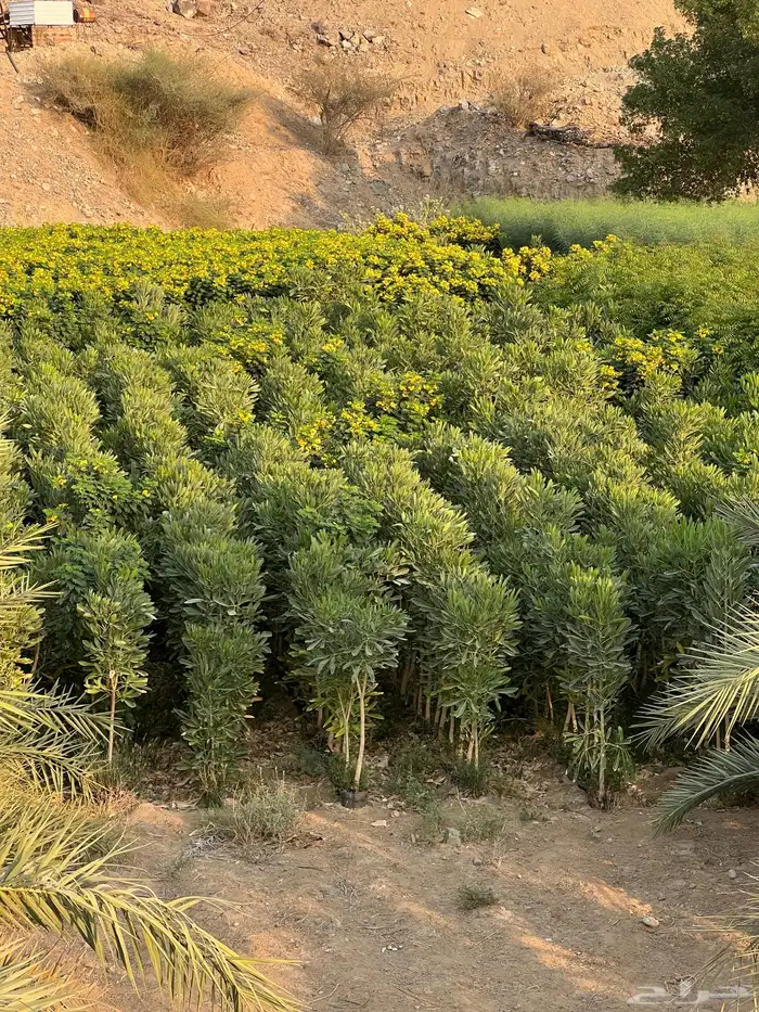 مشتل مؤسسة ميم للتشجير نيم لبخ باركنسونيا اكاسيا 3