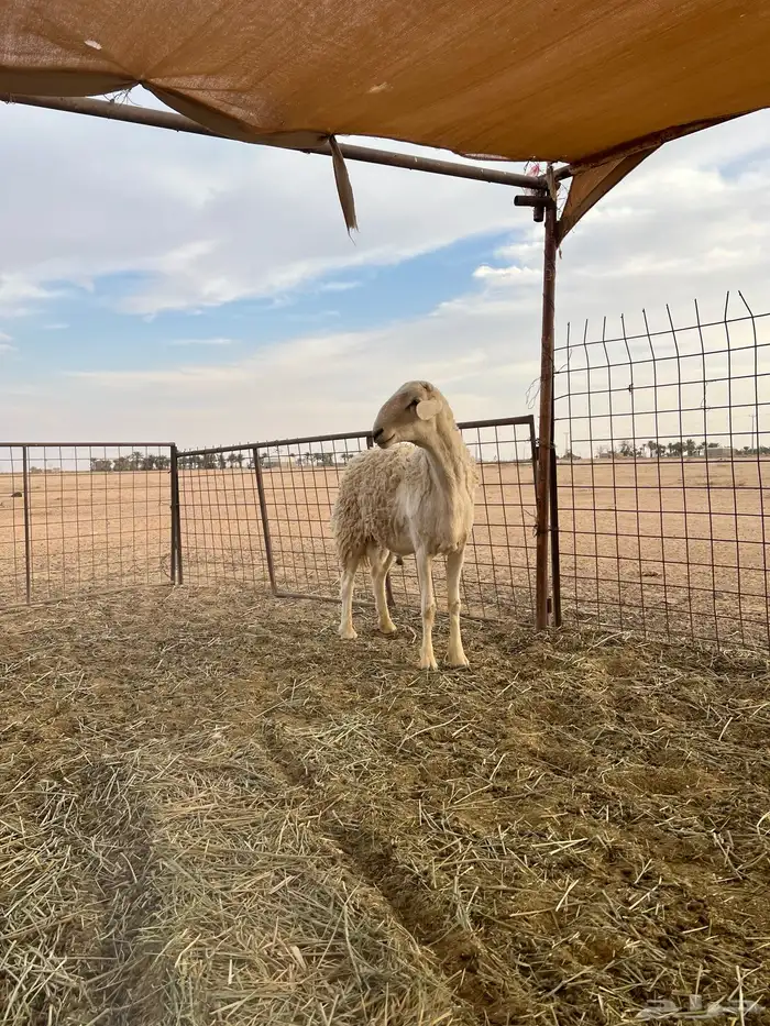 للبيع فحل حري صنف مشروط 0