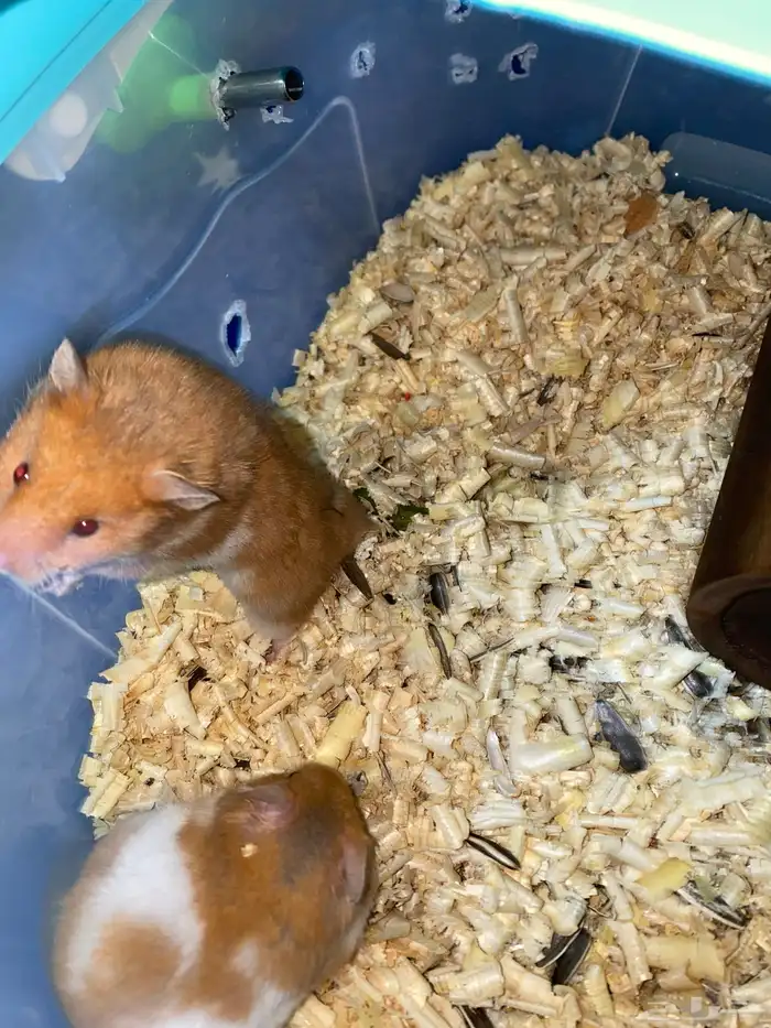 زوج هامستر 2