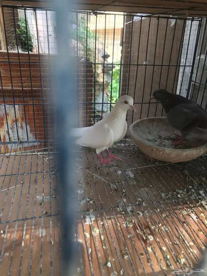 صنعاني اصيل شيبه 12