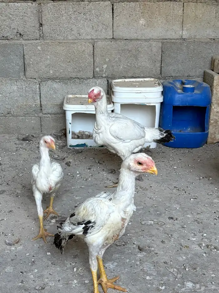 دجاج فارسي حجازي 10