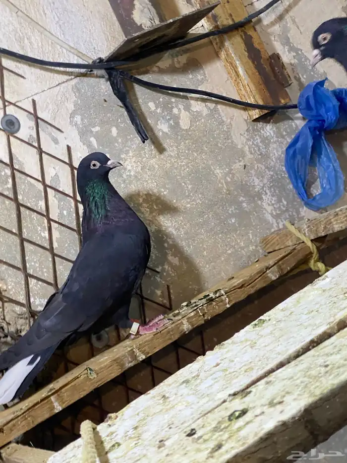 حمام قطايف 0