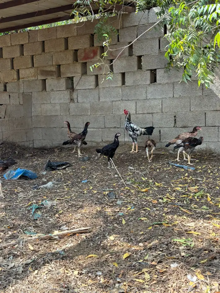 دجاج للبيع 2