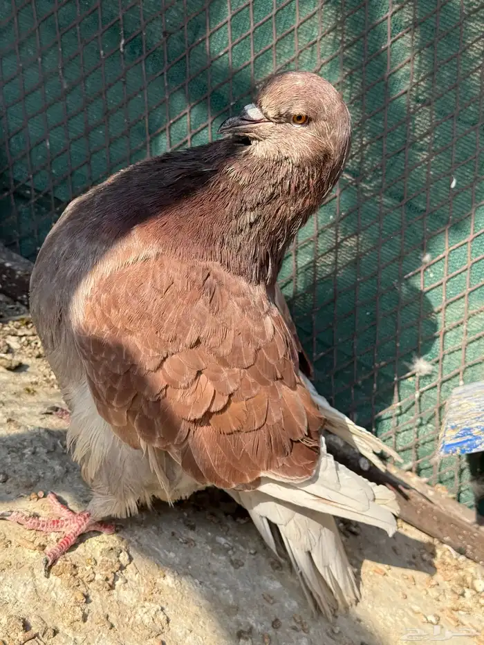 للبيع جوز فرش مع ولده 7