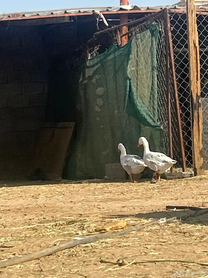 وز للبيع ذكر ونثى 1