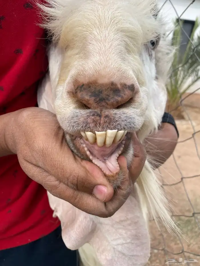 فحل هولندي 4