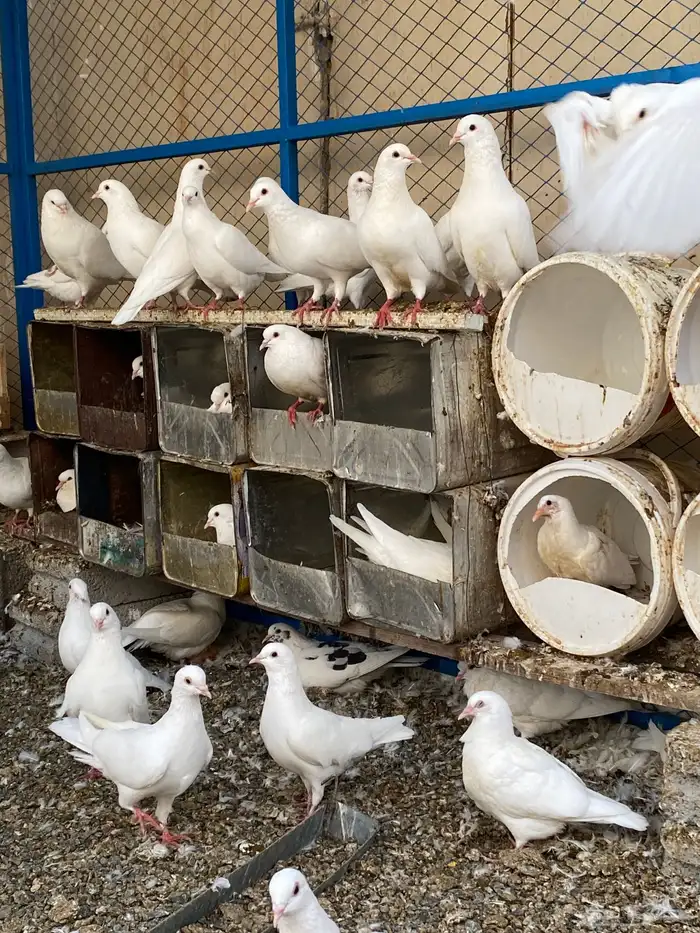 حمام فرنسي نظيف شرط ومنتج 4