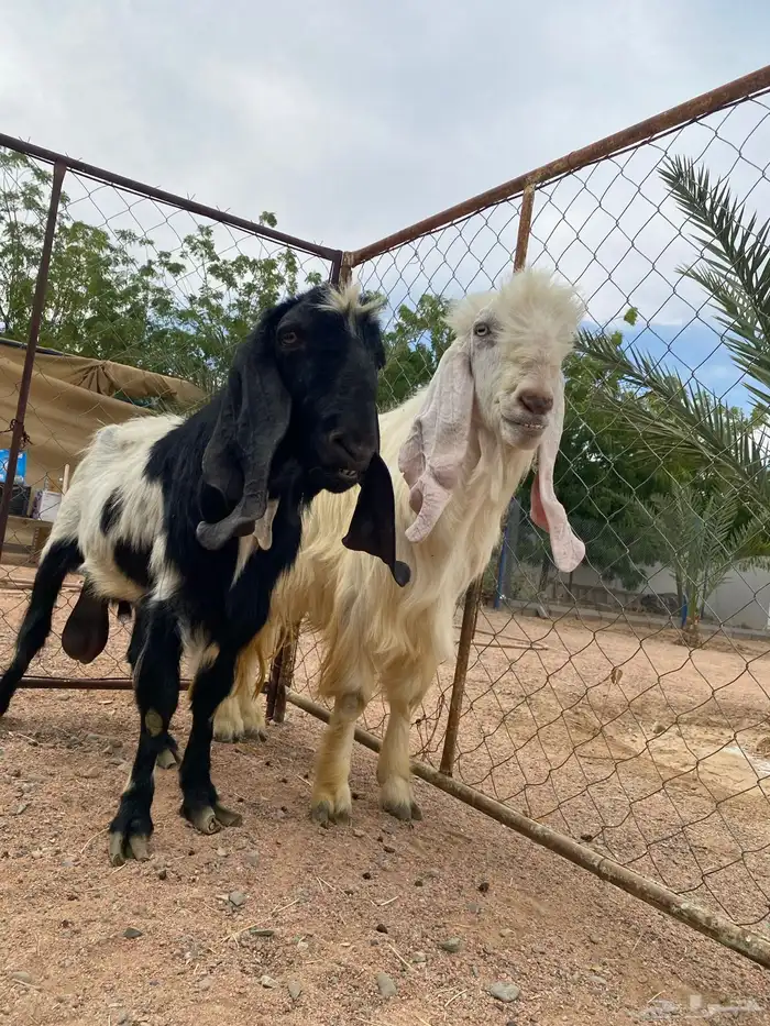 فحل هولندي 2