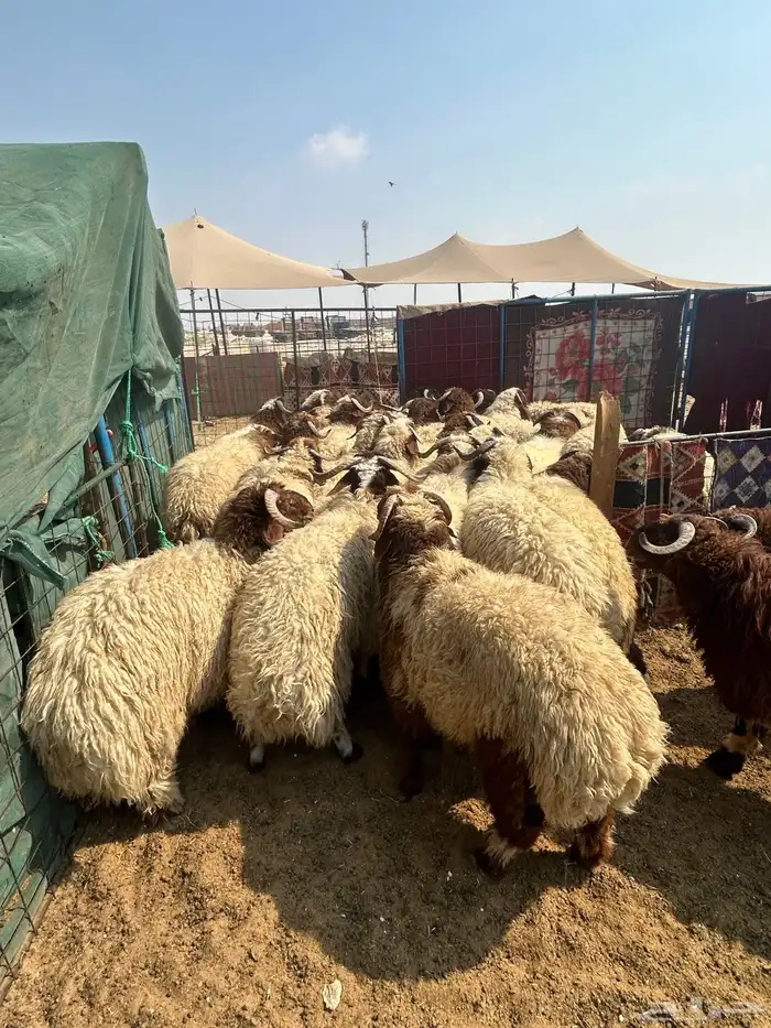 حريات جبر ناهي ونعيم جبر وهرافي نعيم وحري 7