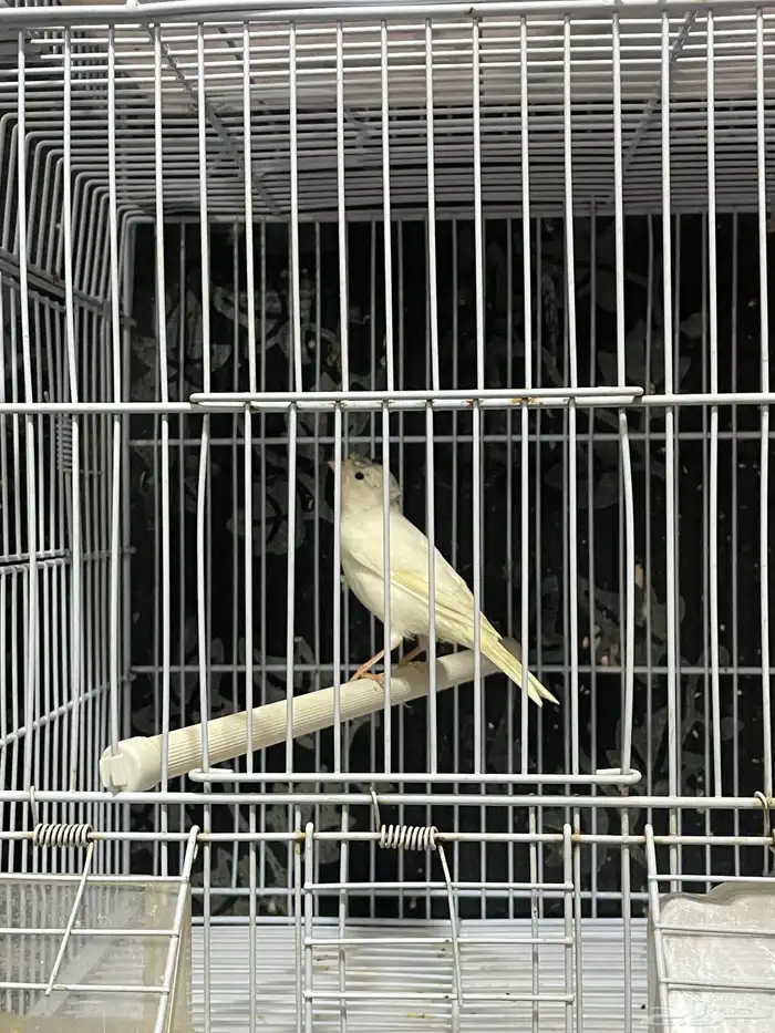 كناري مجموعه ذكور 3