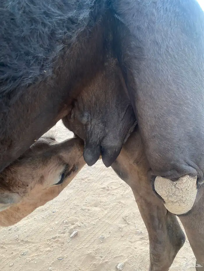 عشره معها بكره 1