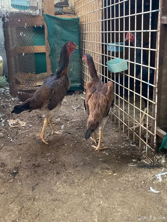 شامو ياباني 3