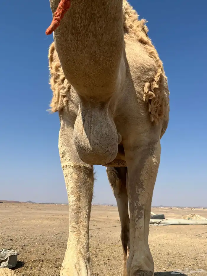 جمل طابع شرط 2