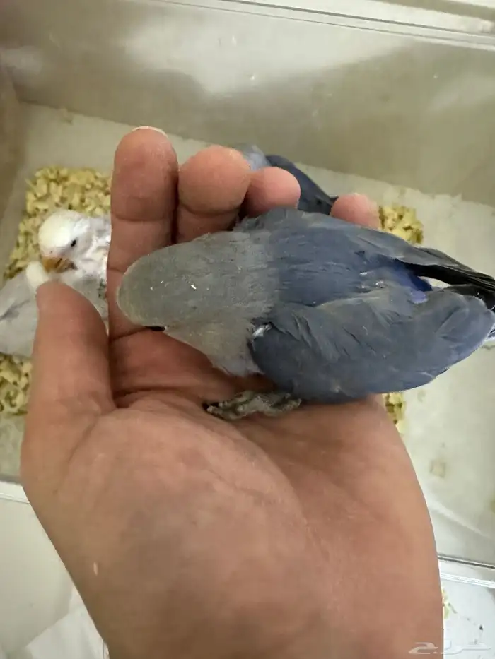 فروخ روز باليد فايلوت هدد قريب 3