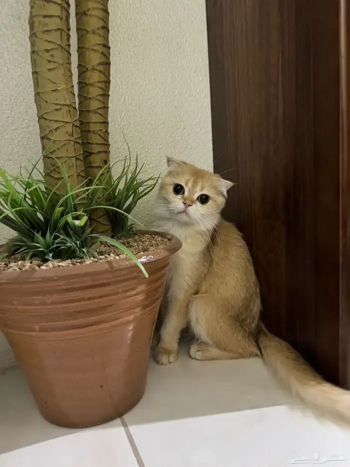 قطة وقط سكوتش 11